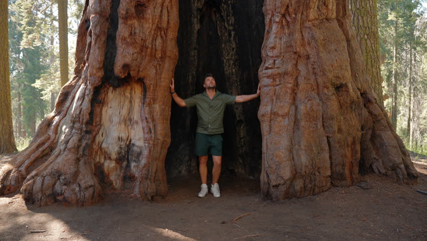 male traveler rests after hiking near a huge sequoia trunk in sequoia park. Hiker man in Sequoia National Park. Traveler male looking at giant sequoia tree, California, USA. man in front of huge tree