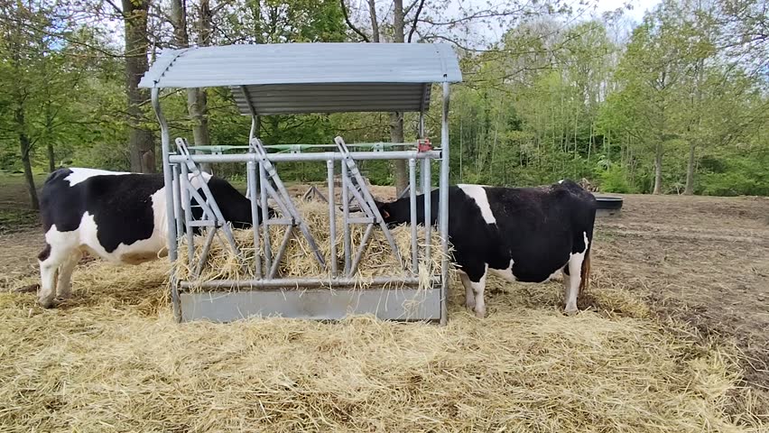 Two cows in a park 