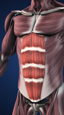 Anatomy of Highlighted Abdominal Muscle Sections