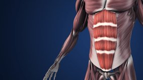 Highlighted Sections of Abdominal Muscle Anatomy - Powered by Shutterstock - Get 15% off with code: PIKWIZARD15