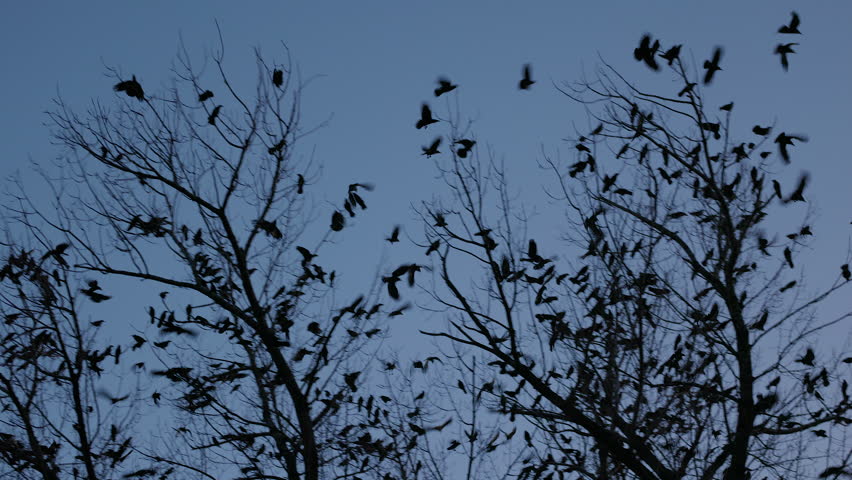 a large group of crows filmed late at night on the branches of a tree
