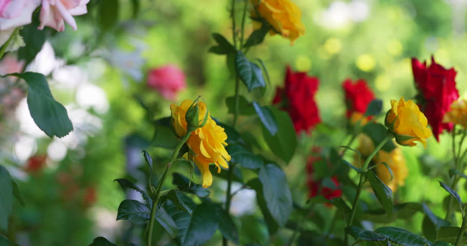 Bloom flower roses in garden, slow motion. Roses garden on backyard. Bright flower bed in country house. Floristic in gardening, beautiful nature. 