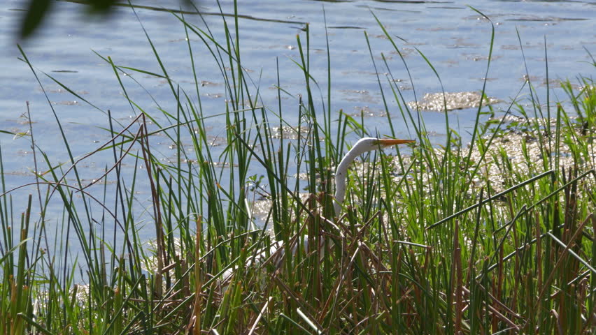 A great white egret (Ardea alba) standing among the tall green grass by the creek on a sunny day