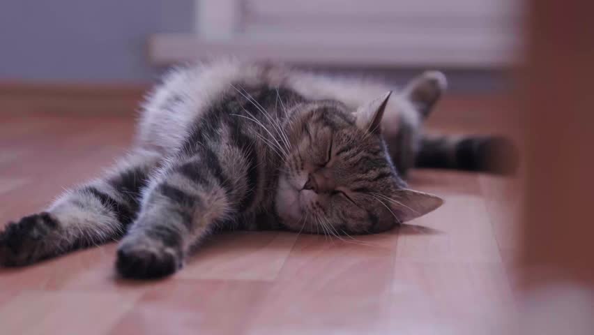 The cat is sleeping on the floor and shudders sharply. Lazy cat.