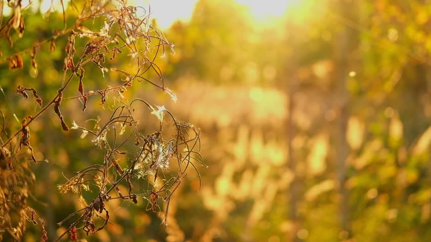 Abstract warm landscape of dry wildflower and grass meadow on warm golden hour sunset or sunrise time. Tranquil autumn fall nature field background. Soft golden hour sunlight panoramic countryside