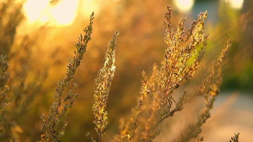 Abstract warm landscape of dry wildflower and grass meadow on warm golden hour sunset or sunrise time. Tranquil autumn fall nature field background. Soft golden hour sunlight panoramic countryside