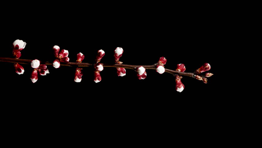 Apricot Flower on a Spring Tree Branch Blossoming in Time Lapse on a Black Background. Spring Flowers Opening in Timelapse. Blooming Backdrop