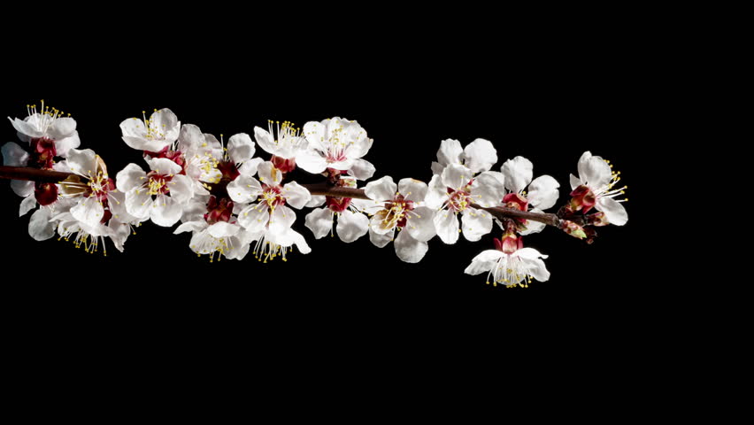 Apricot Flower on a Spring Tree Branch Blossoming in Time Lapse on a Black Background. Spring Flowers Opening in Timelapse. Blooming Backdrop