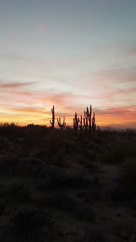 Vertical Fly Over Of A Stand Of Cactus In Arizona At Sunset Time