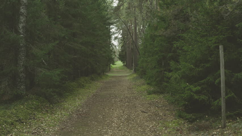 Mystical Forest Trail Surrounded by Towering Pine Trees Captured by Aerial Drone Footage. Peaceful Walking Path Through Dense Evergreen Forest Demonstrating Perfect Natural Symmetry.
