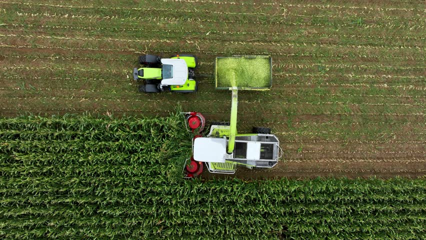 Combine harvesting maize silage for cattle feed, overhead aerial tracking