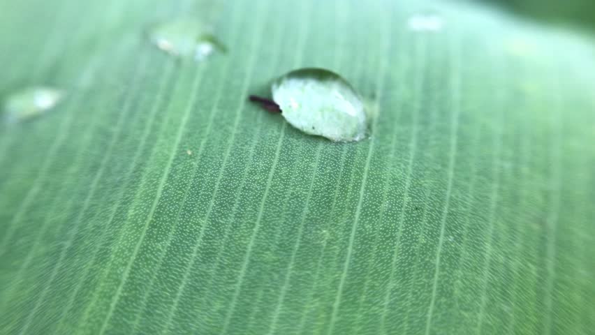 A close-up macro shot of a water droplet resting on a vibrant green leaf, capturing the intricate details of the leaf