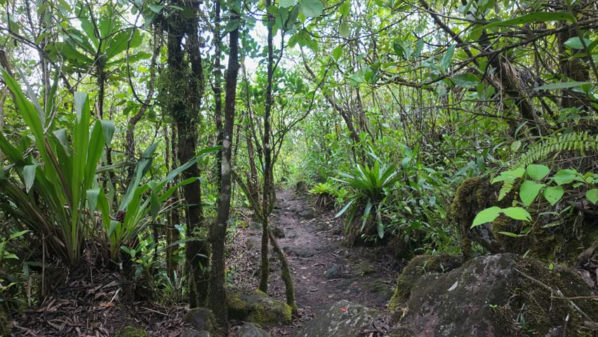 Forest walkway lined with dark lava rocks through the 1968 Trail in the Arenal Volcano National Park, Costa Rica.