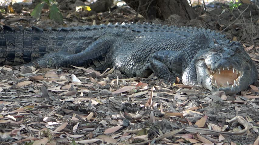 A ferocious Saltwater Crocodile (Crocodylus porosus) with open mouth in Kakadu National Park, Northern Territory, Australia