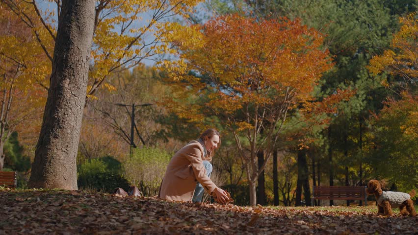 Low angle View of Cute Toy Poodle Doggy Jumping Up To Catch Falling Leaves Which Female Dog Owner Thowing Over Pet in Colorful Autumn Forest - slow motion wide angle view