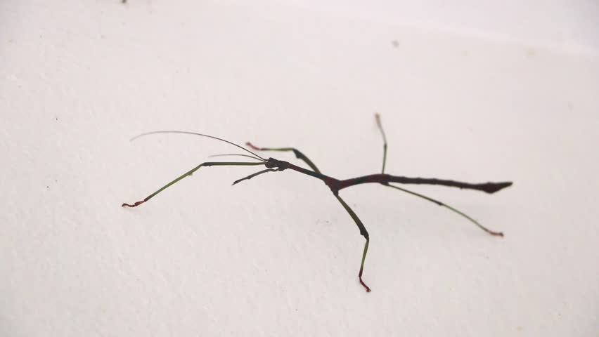 Walking Stick Phasmatodea insect on white wall in Ao Nang Amphoe Mueang Krabi Thailand in Southeast Asia.