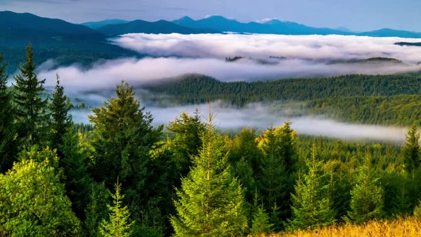 Clouds Over the Forest: A Serene Journey Through Nature