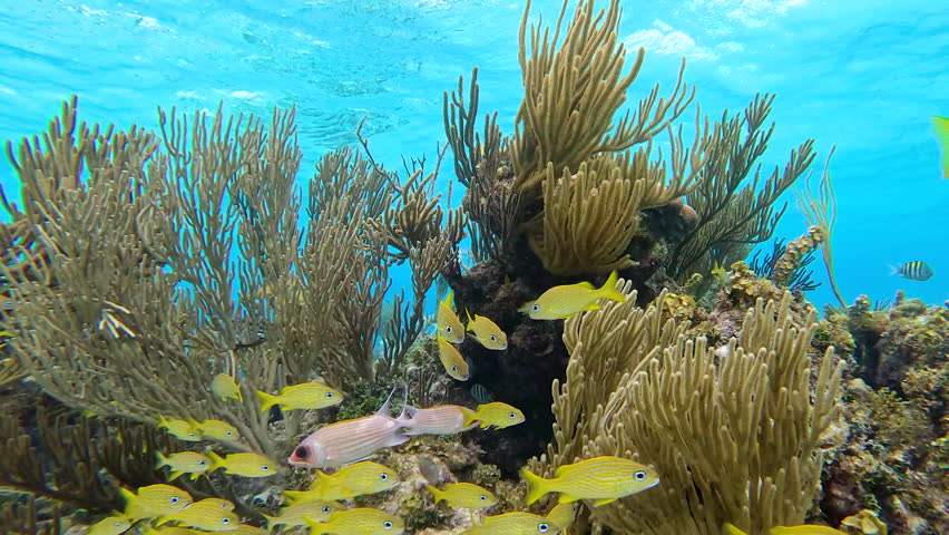 French grunts swimming among sea rods and other corals in the caribbean sea, cayman islands