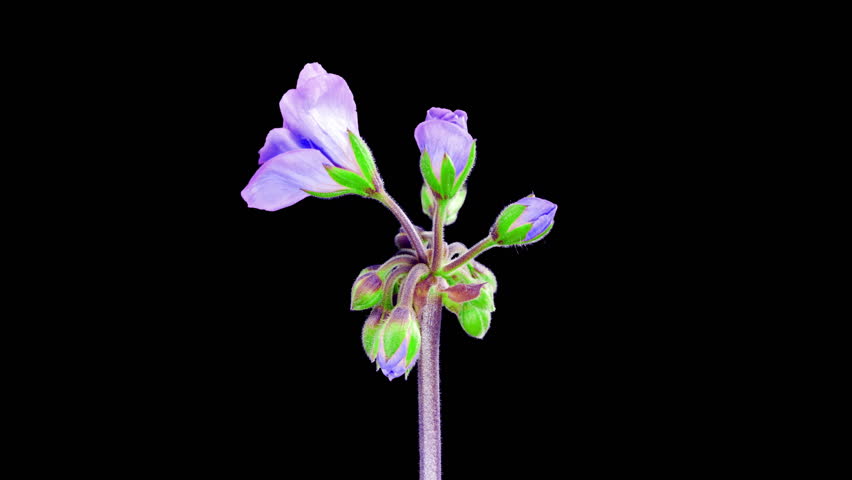 Blue Pelargonium Flowers Blooming in Time Lapse on a Black Background. Beautiful Violet Geranium Blossoms