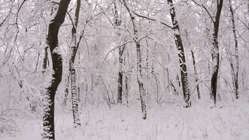Winter wild park covered with the first snow on a overcast day. Horizontal panorama.
