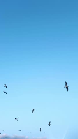 Flocks of birds soaring under a clear blue sky over the coastline during a sunny afternoon