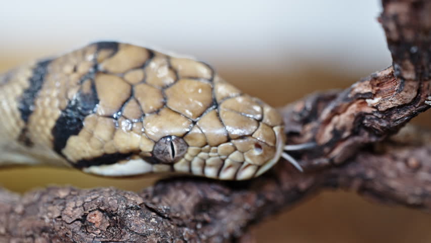 Close-up of a Morelia amethistina snake on a tree branch showing intricate scale patterns