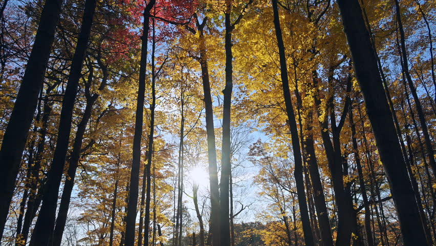 unlit maple branches with vibrant autumn leaves frame blue sky. Sunbeams filter through foliage, creating warm glow and intricate light patterns.
