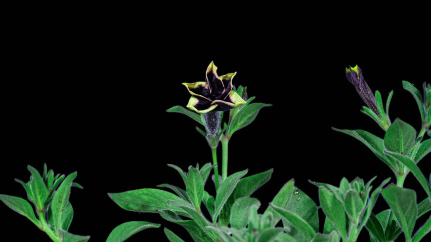 Time lapse of Beautiful Purple Petunia Flower Blooming, Black Background. Close-up Surfinia Flower Opening Petals in Timelapse