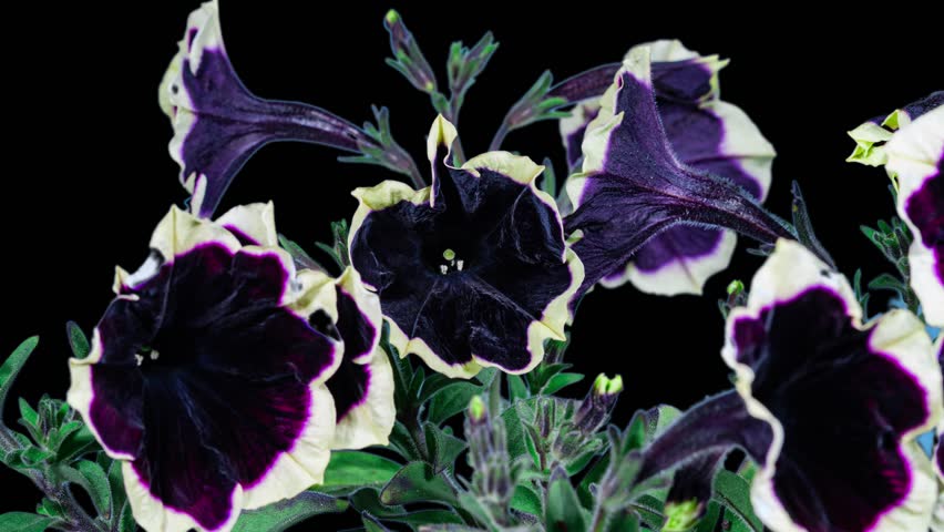 Time lapse of Beautiful Purple Petunia Flower Blooming, Black Background. Close-up Surfinia Flower Opening Petals in Timelapse