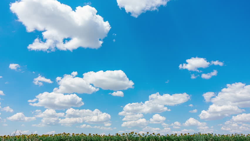 Blue Sky with White Clouds with Sunflower Field. Puffy Fluffy White Clouds Moving Fast. Cumulus Cloudscape Timelapse. Summer Nature Weather Sky Time Lapse Video