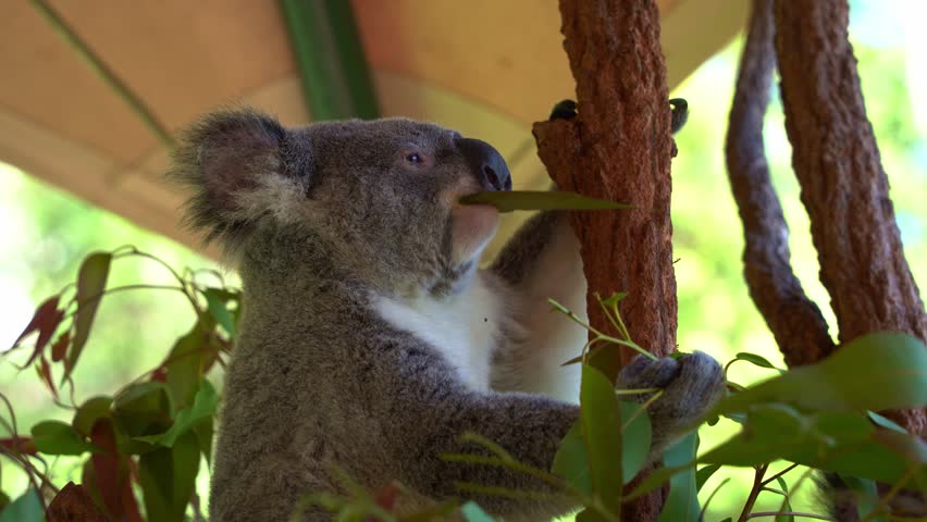 Cute koala, phascolarctos cinereus spotted hanging on the tree, munching on the eucalyptus leaves, close up shot of Australian native animal species.
