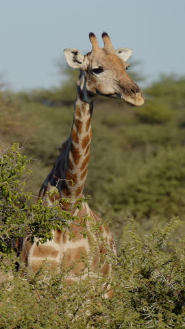 Giraffe eating in early morning light. Close up shot of giraffe head Feeding Giraffe With Brunches And Green Leaves. Amazing scene on safari watching wild animals. Concept of wildlife, nature, africa.