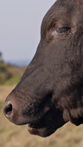 A brown cow with small horns portrait looking at camera, on the street in the yard of a rural house, next to a mountain of silage, fodder. Cattle breeding. Keeping livestock. Picturesque landscape.