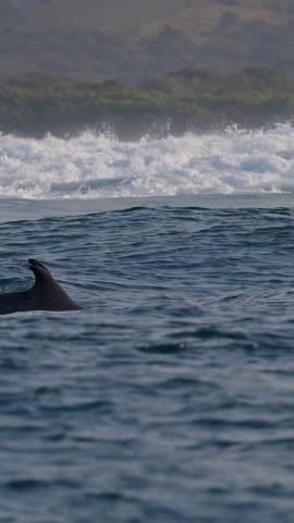 Amazing Dolphins swimming hunting fish play in waves. Sardine run, dolphin jumping. Aquatic marine animals natural habitat. Green landscape scenery background. Pod dolphins in South Africa, Wild Coast