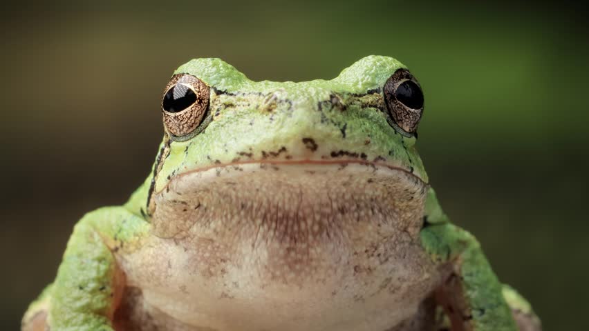 Close-up shot of a Gray Treefrog sitting on a branch. Shot in Minnesota.