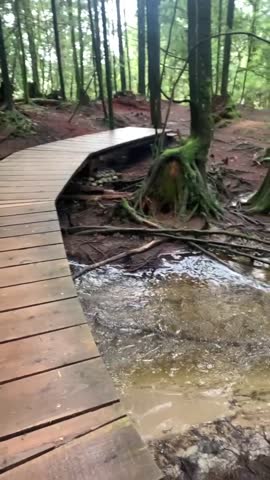 A creek in the forest