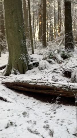 A white day in the forest
