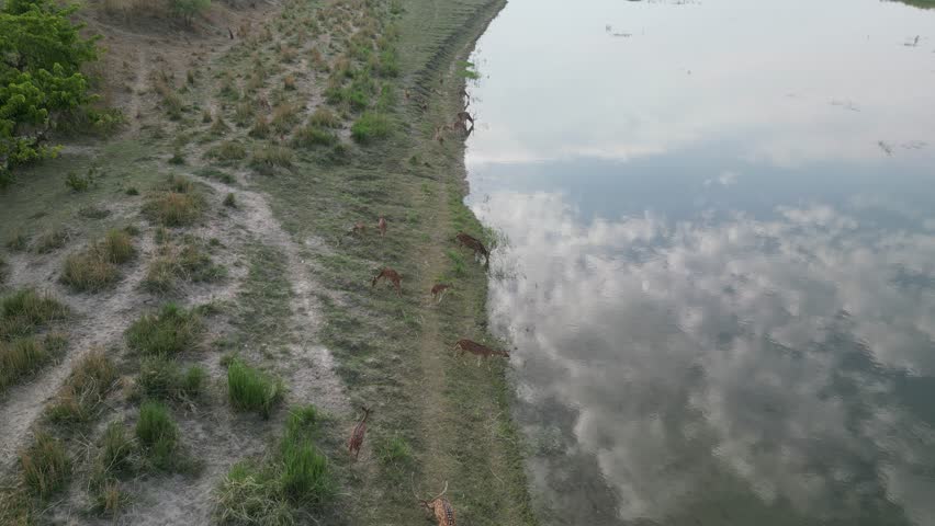 drone shot of a deer drinking from a clear river in a Nepalese national park. 
We can see the reflection of the sky, clouds in the water.