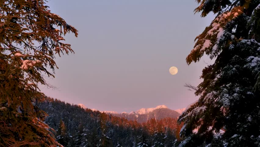 The moon illuminates a snowy forest, casting a serene glow over the glistening white landscape.
