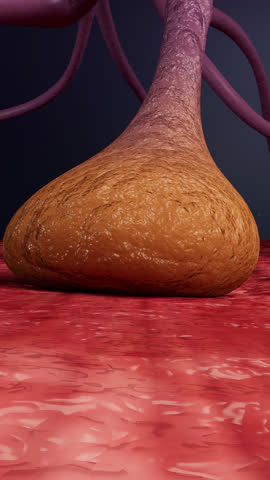 Motor neurons relax, muscles relax,botulinum toxin,3d animation