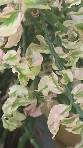 Add a unique touch to your projects with the striking Zigzag Cactus (Epiphyllum anguliger).Perfect for indoor plant enthusiasts, garden designs.