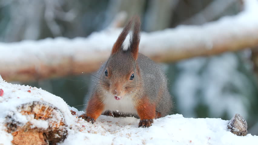 red squirrel animal on ground feed watch alert magpie passing benind winter scene sciurus vulgaris natural world norway