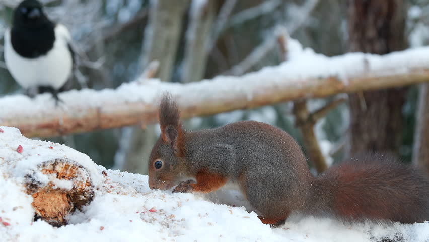 red squirrel animal on ground feed watch alert magpie passing benind winter scene sciurus vulgaris natural world norway