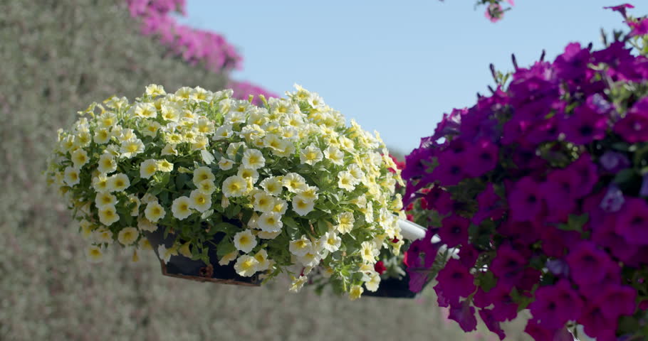 Sufinia yellow.White flowers are used to decorate the flower garden.Sunlight hitting flowers sufinia yellow.