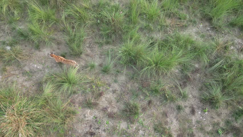 A Bengal tiger strides gracefully through the tall grass of Bardia National Park, Nepal, captured by a drone. The aerial perspective highlights the tiger’s majestic movements in its lush habitat.

