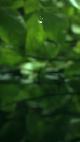 Macro shot of organic serum drop is falling. Crystal clear water splash. Concept of wellness beauty products. Green tea or aloe vera extract. Natural herb skin care. Essence dropping in slow motion