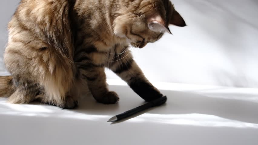 Cute tabby cat playing wit pen. Inquisitive, playful pets. Humor	