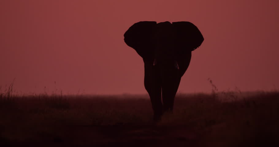 Extreme wide shot of an African bush elephant (Loxodonta africana) shadowy profile as it moves across the savanna during day break in kenya