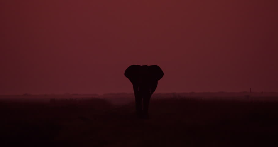 Extreme wide silhoutte shot of an African bush elephant (Loxodonta africana) walking in the kenyan plain in the savanna during morning
