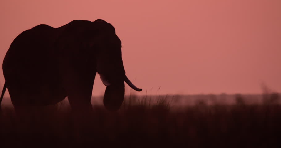 Wide silhoutte shot of an African bush elephant (Loxodonta africana) majestic stride in the savanna during morning in kenya
